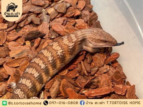 ฟาร์มสัตว์เลื้อยคลาน